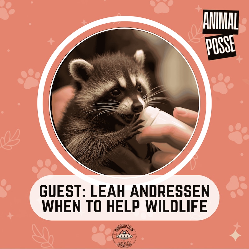 Artwork for podcast Animal Posse