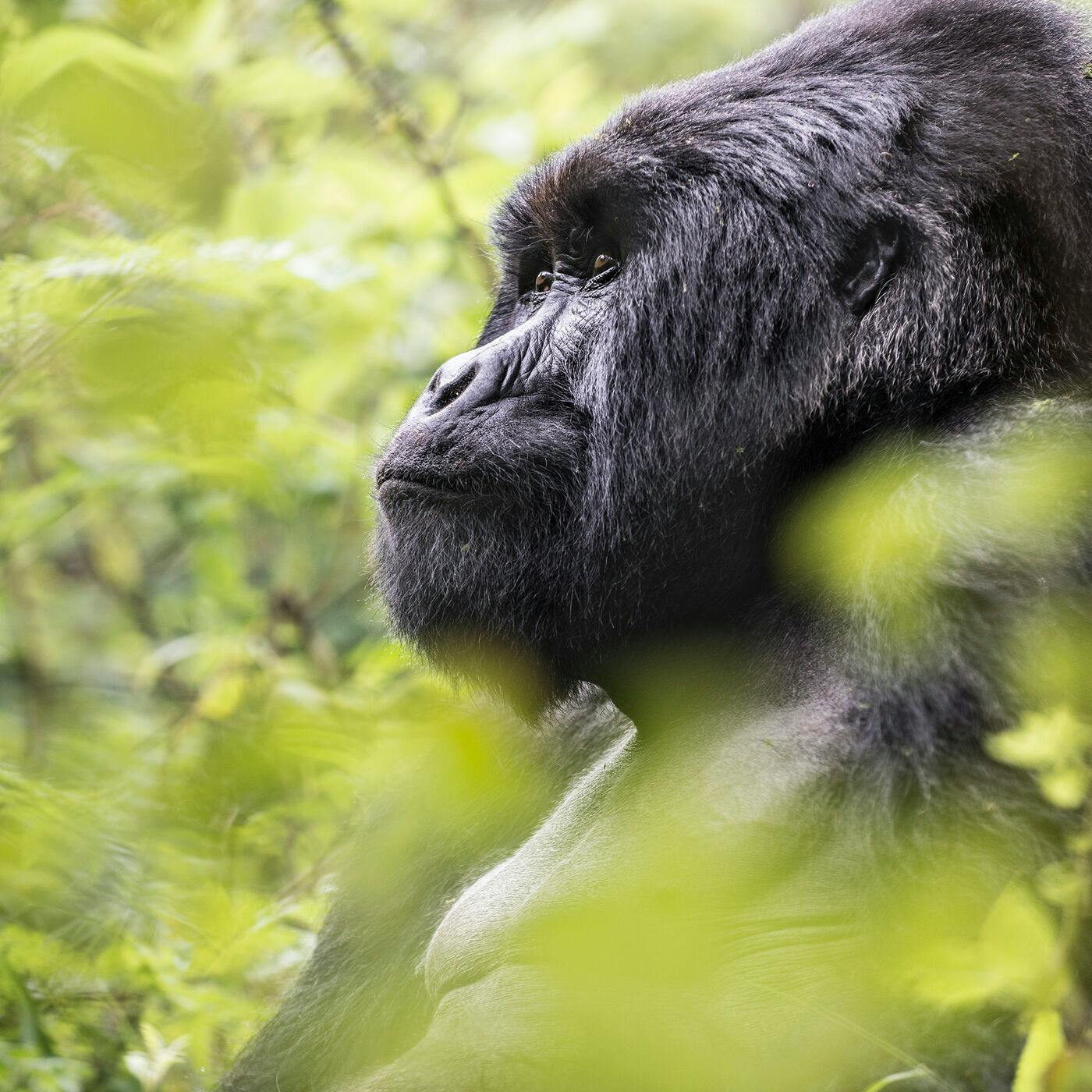 Gorilla Trekking in Rwanda with Visionary Conservationist Praveen Moman