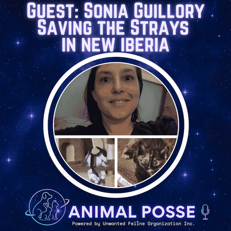 Artwork for podcast Animal Posse