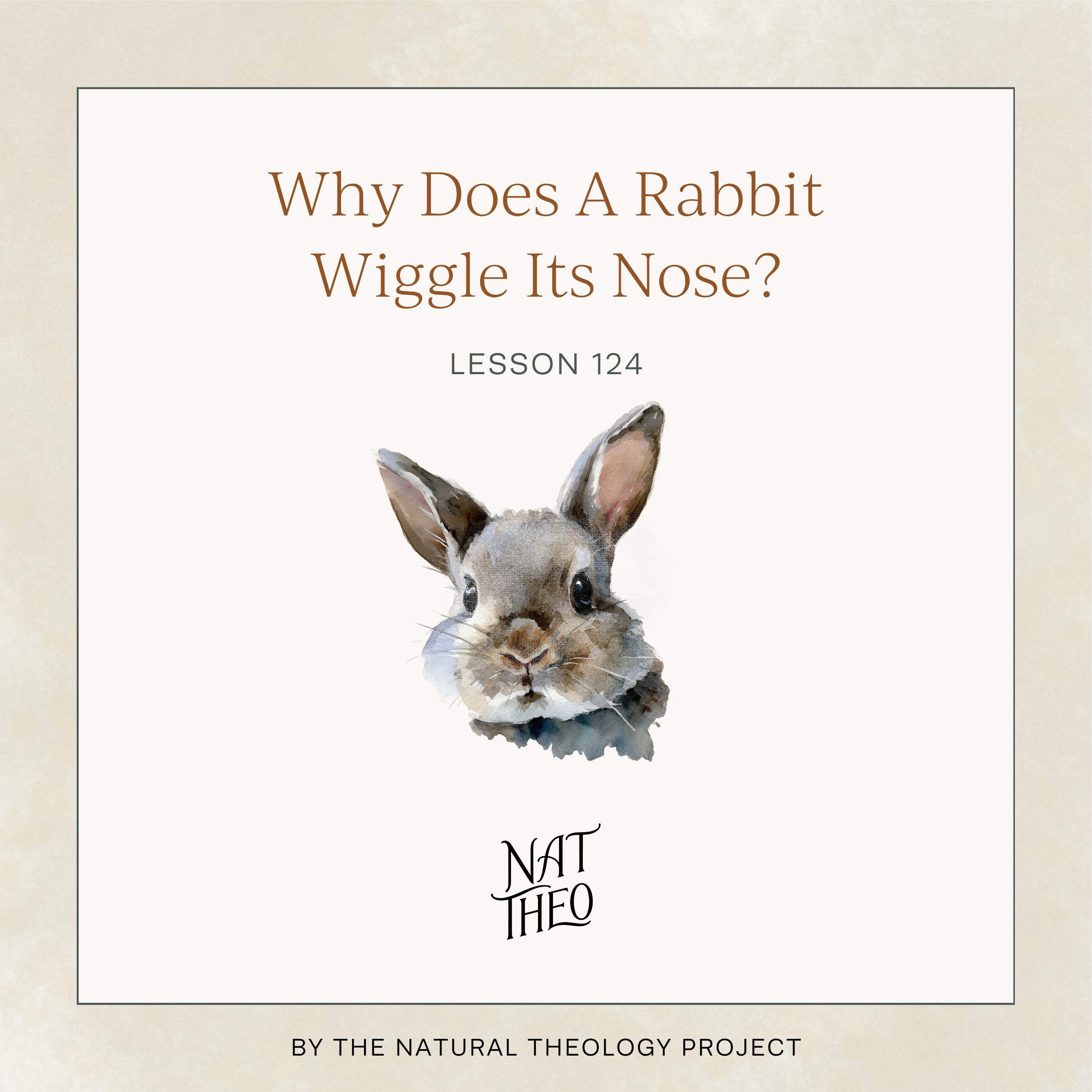 Why Does A Rabbit Wiggle Its Nose? Lesson 124