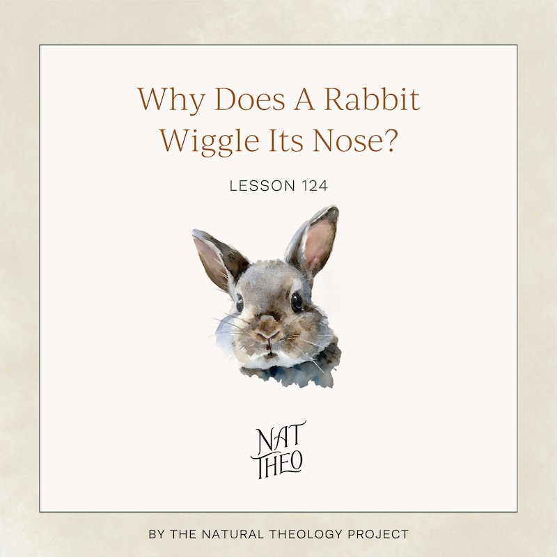 Artwork for podcast Nat Theo Nature Lessons Rooted in the Bible