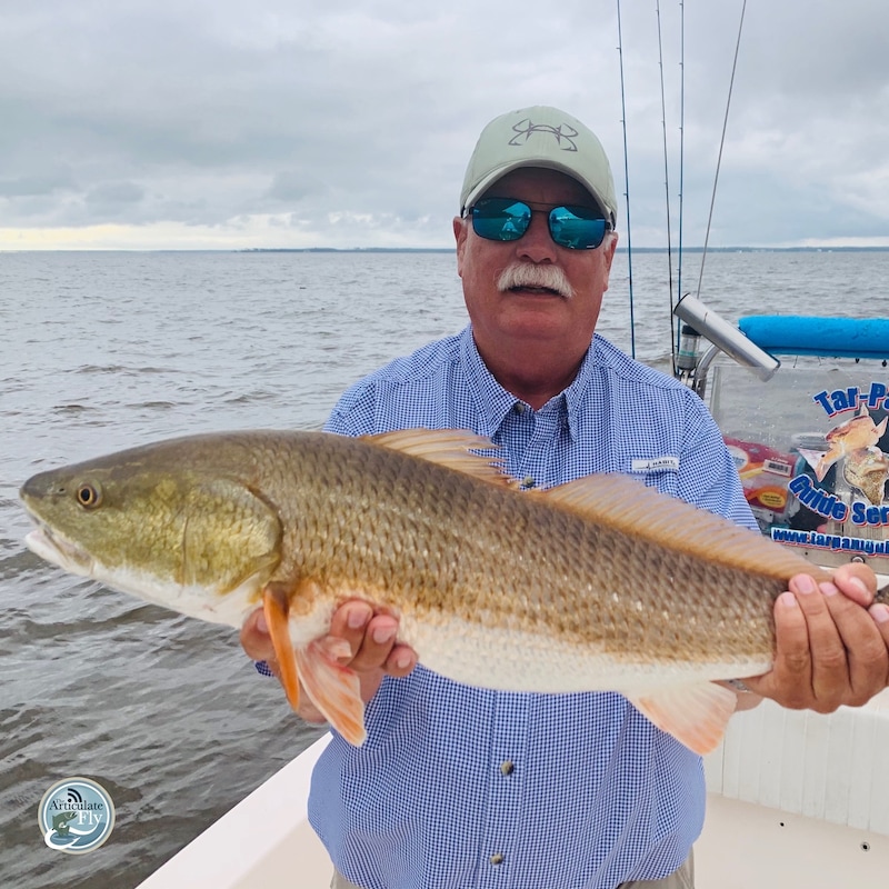 Artwork for podcast The Articulate Fly