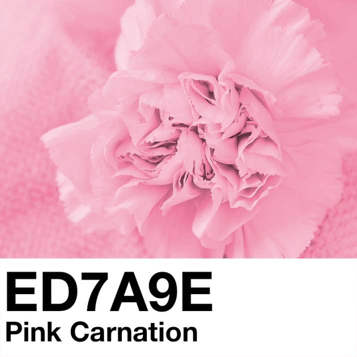 #ED7A9E - Pink Carnation