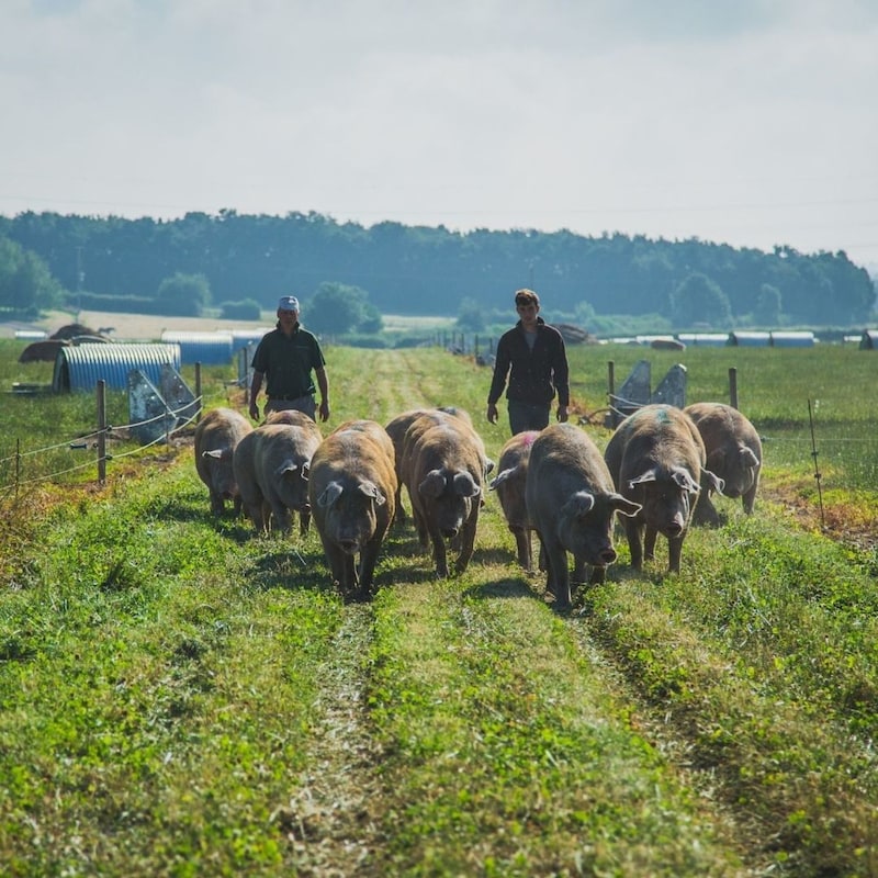 Artwork for podcast AHDB Food & Farming