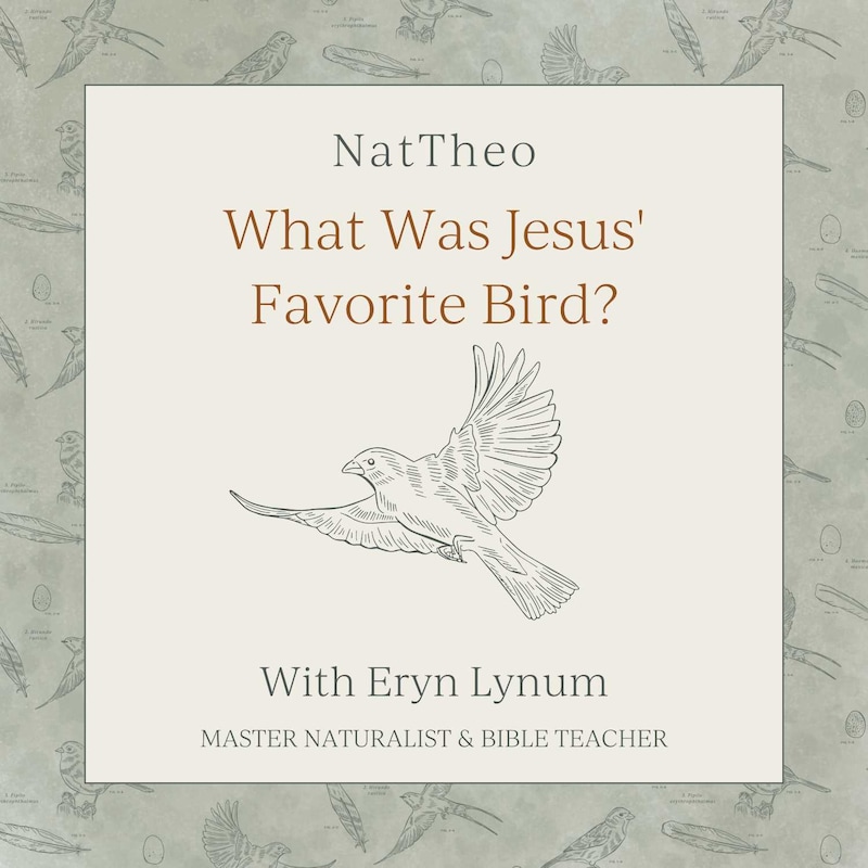 Artwork for podcast Nat Theo Nature Lessons Rooted in the Bible