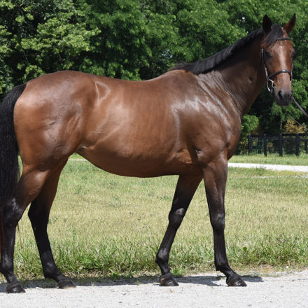 Retired Racehorse Radio
