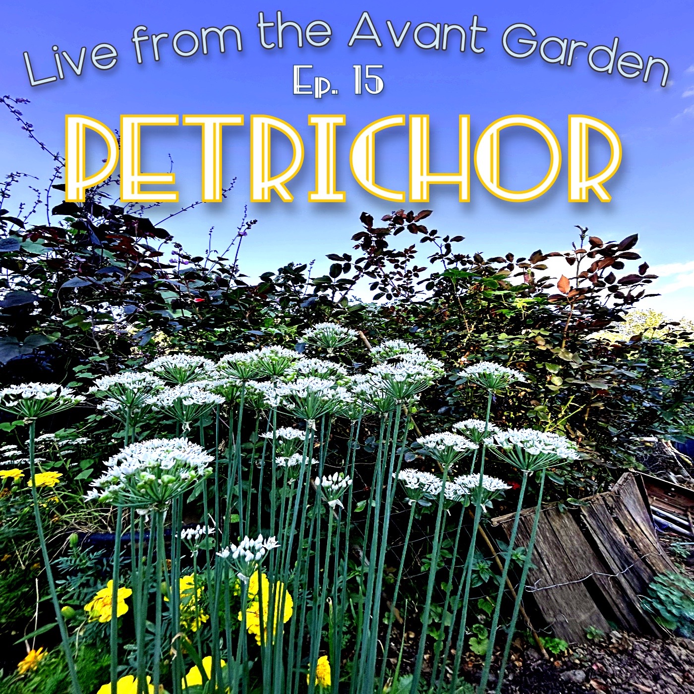Live from the Avant Garden