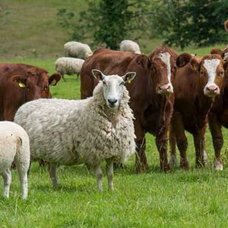 Artwork for podcast AHDB Food & Farming