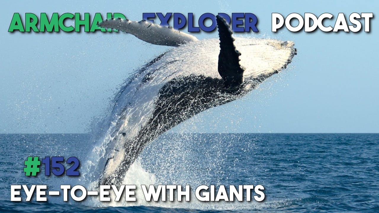 BUCKET LIST: Eye-to-Eye with Giants: Whale Watching in Victoria, B.C.