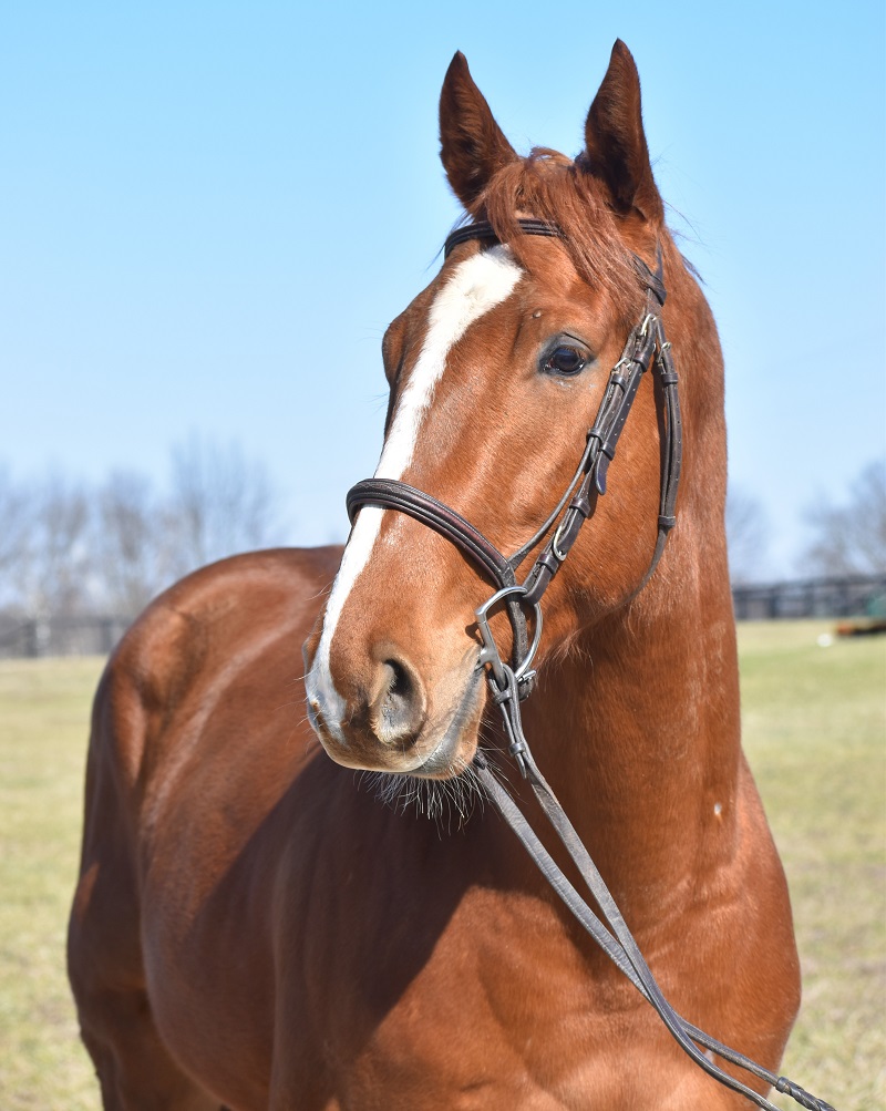 Retired Racehorse Radio