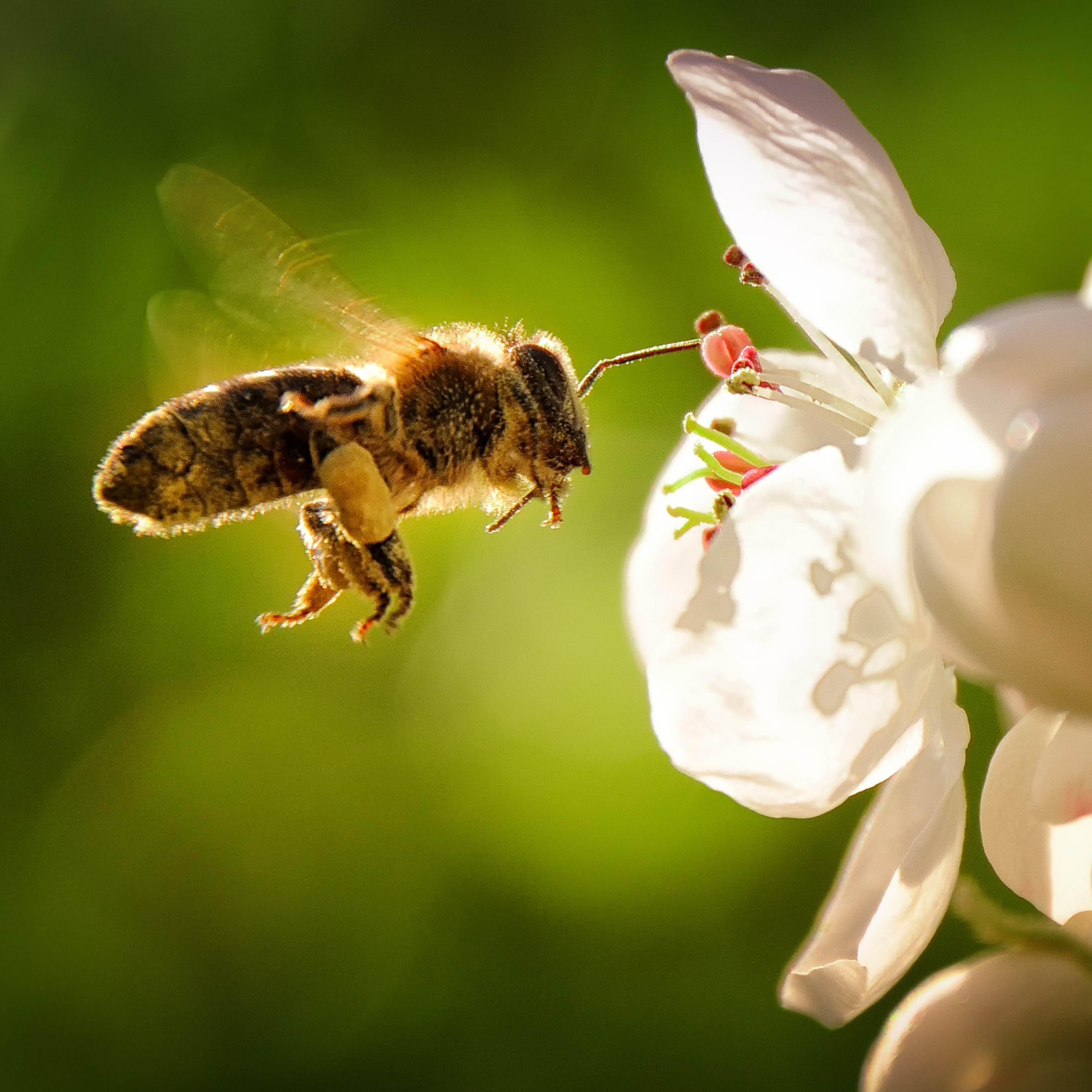 The Anya Garcia Show