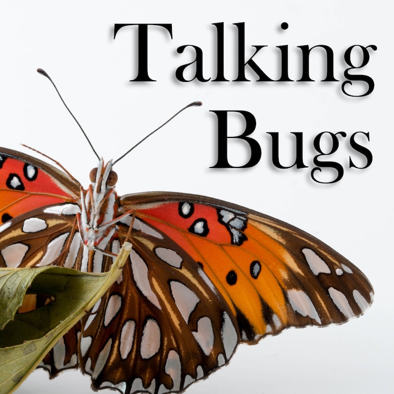 Artwork for podcast Talking Bugs