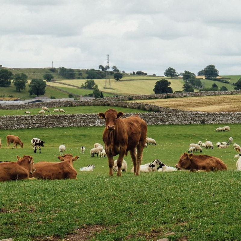 Artwork for podcast AHDB Food & Farming