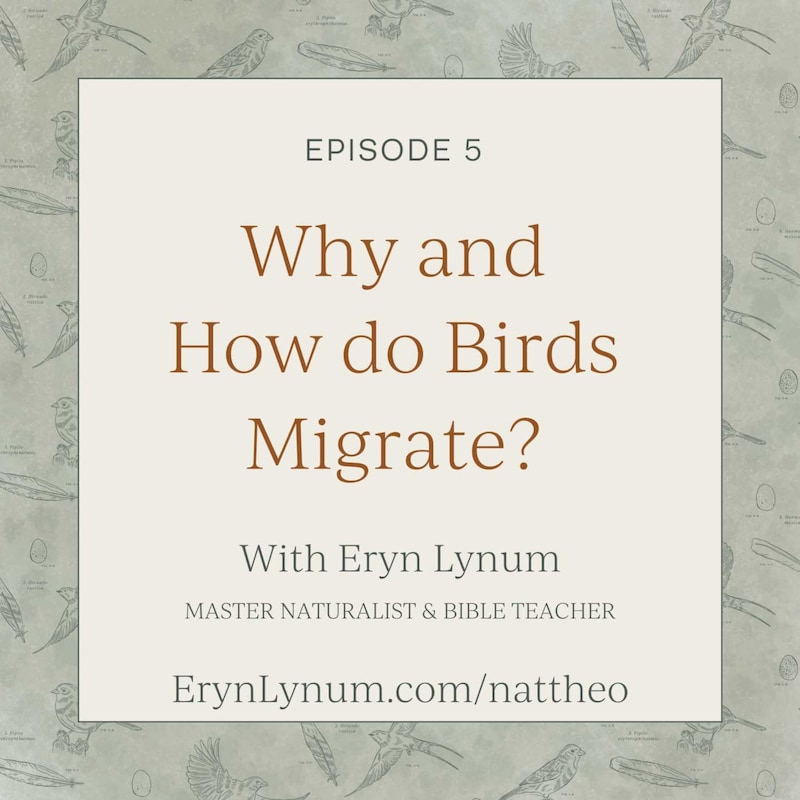 Artwork for podcast Nat Theo Nature Lessons Rooted in the Bible