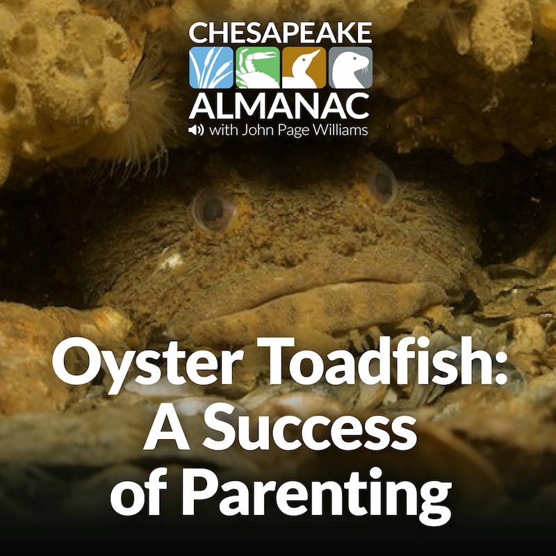 October: Oyster Toadfish: A Success at Parenting - Chesapeake Bay Foundation