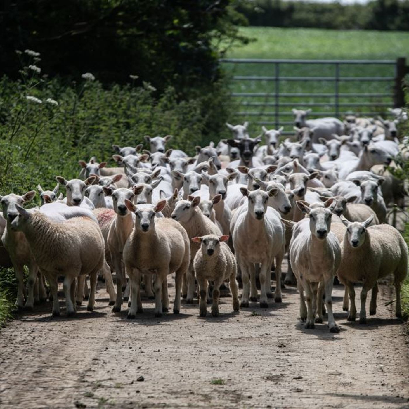 AHDB Food & Farming