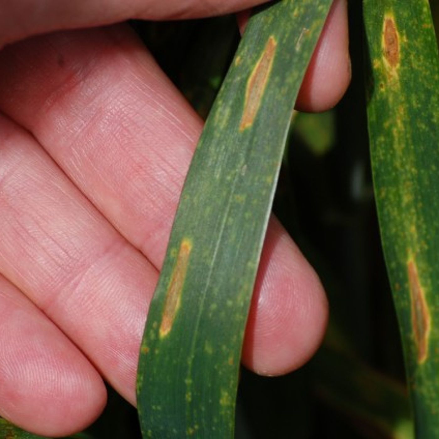 3: Septoria control, tyres and compaction, UK feed wheat and PPP & Brexit
