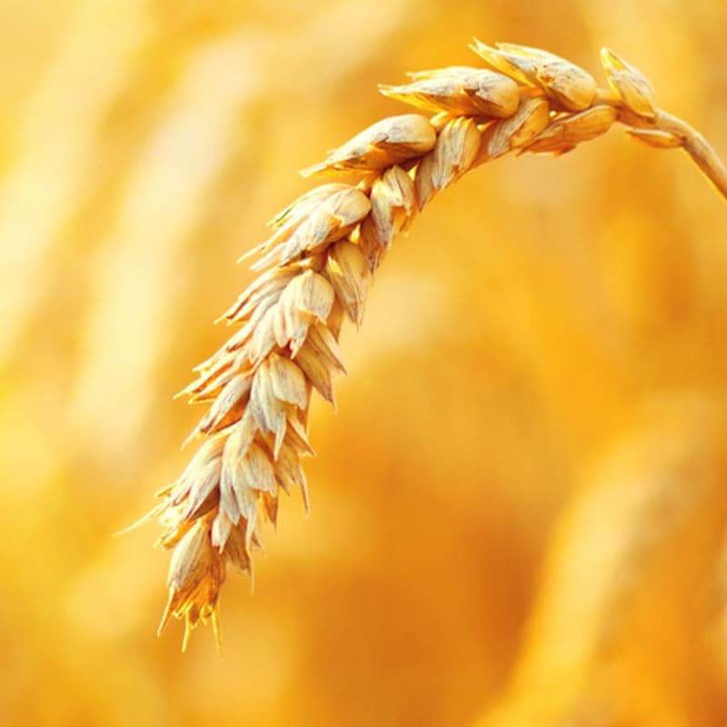 Artwork for podcast AHDB Food & Farming