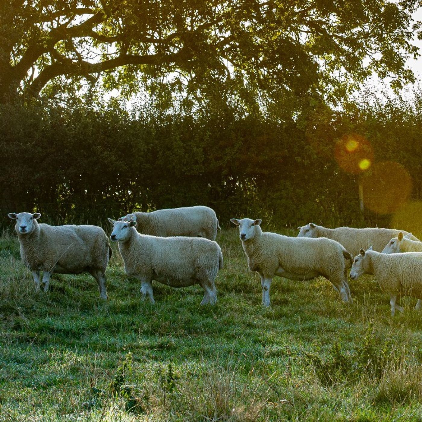 AHDB Food & Farming
