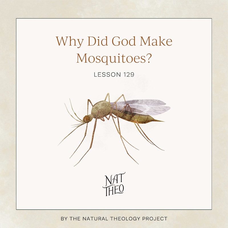 Artwork for podcast Nat Theo Nature Lessons Rooted in the Bible