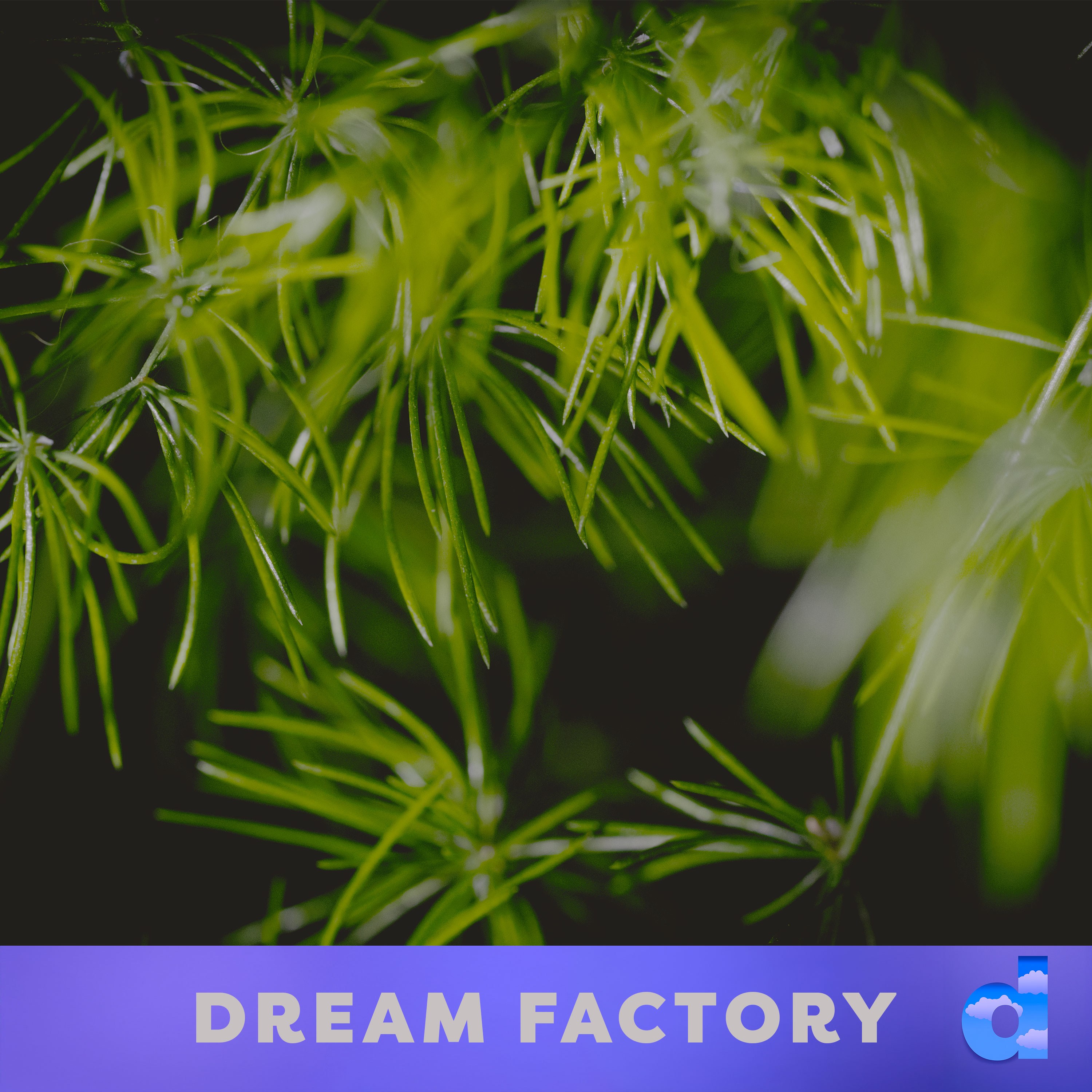 Dream Factory DK