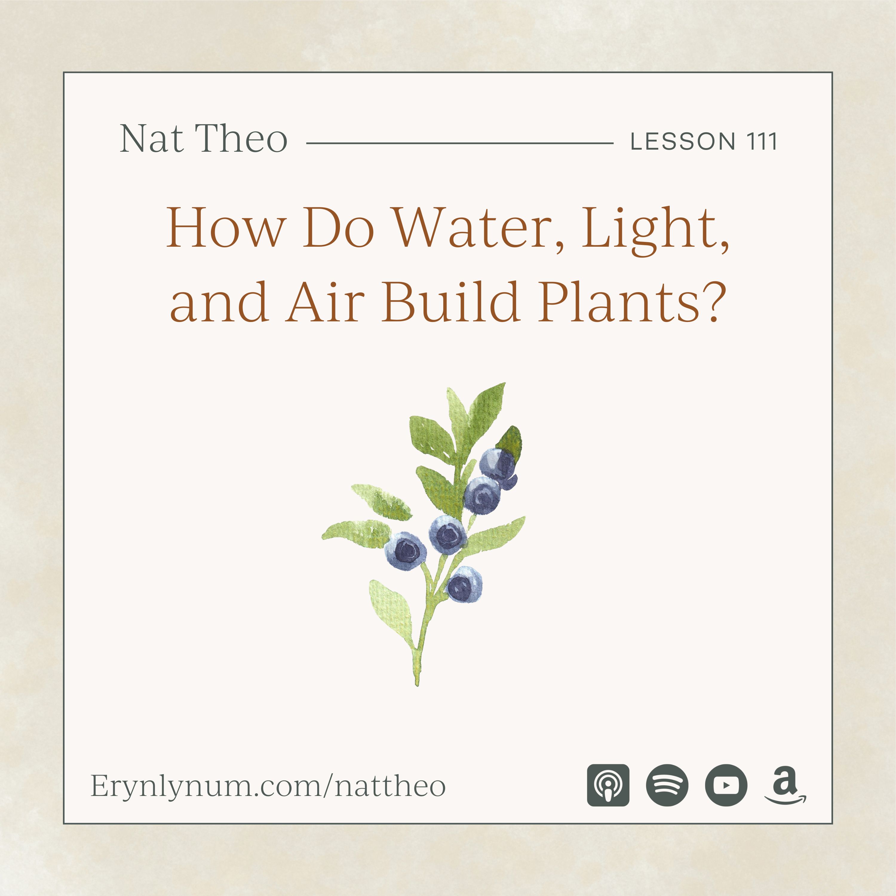 How Do Water, Light, and Air Build Plants? Lesson 111