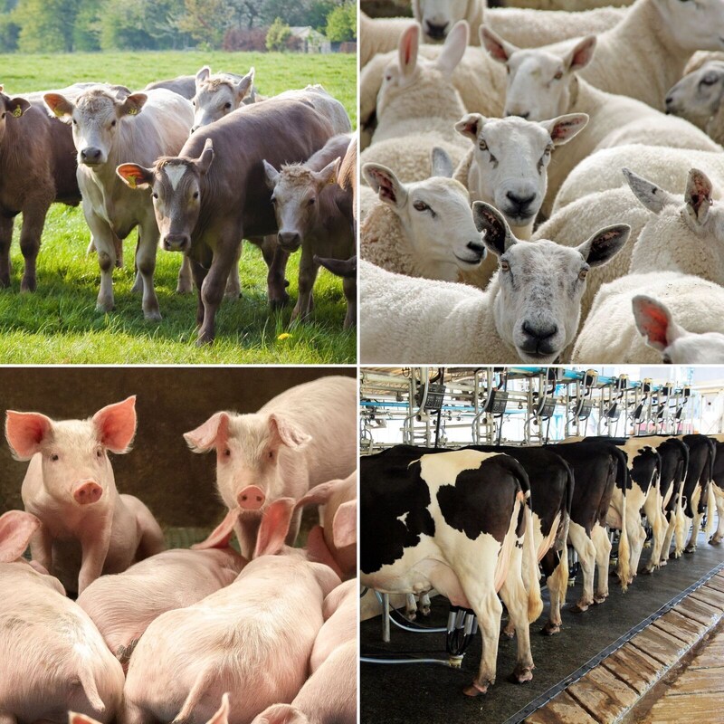 Artwork for podcast AHDB Food & Farming