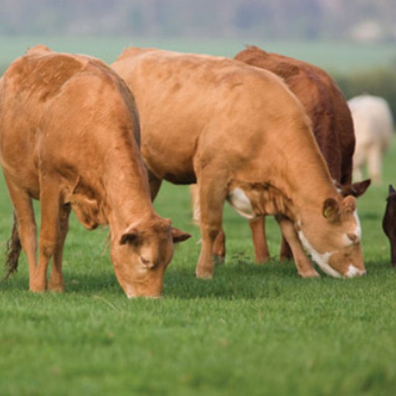Scotland\'s Farm Advisory Service Podcast