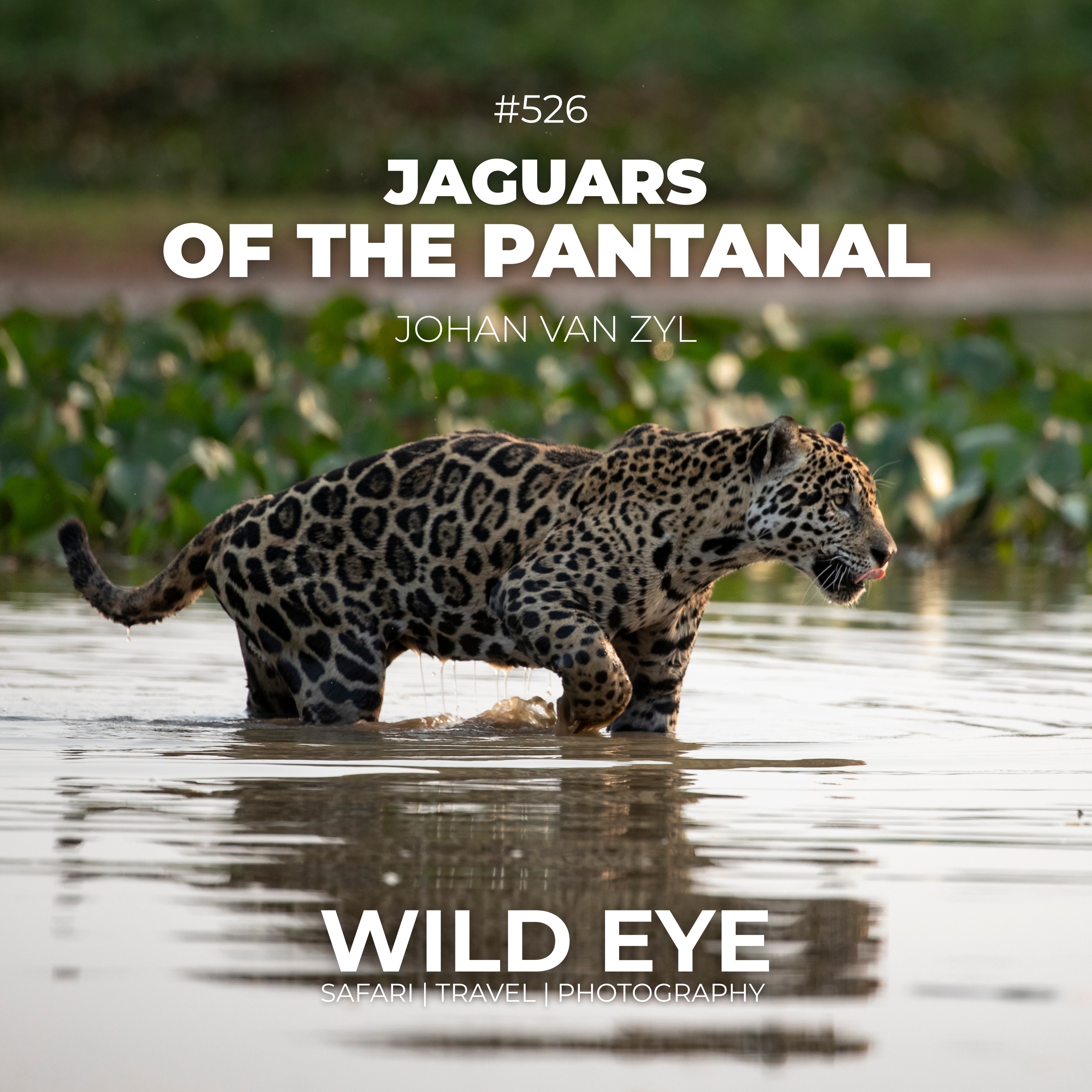 #526 - Jaguars of the Pantanal