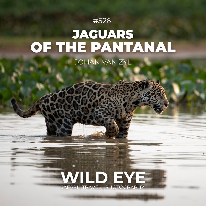 Artwork for podcast The Wild Eye Podcast