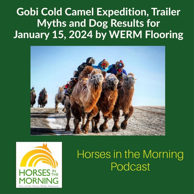 Artwork for podcast HORSES IN THE MORNING