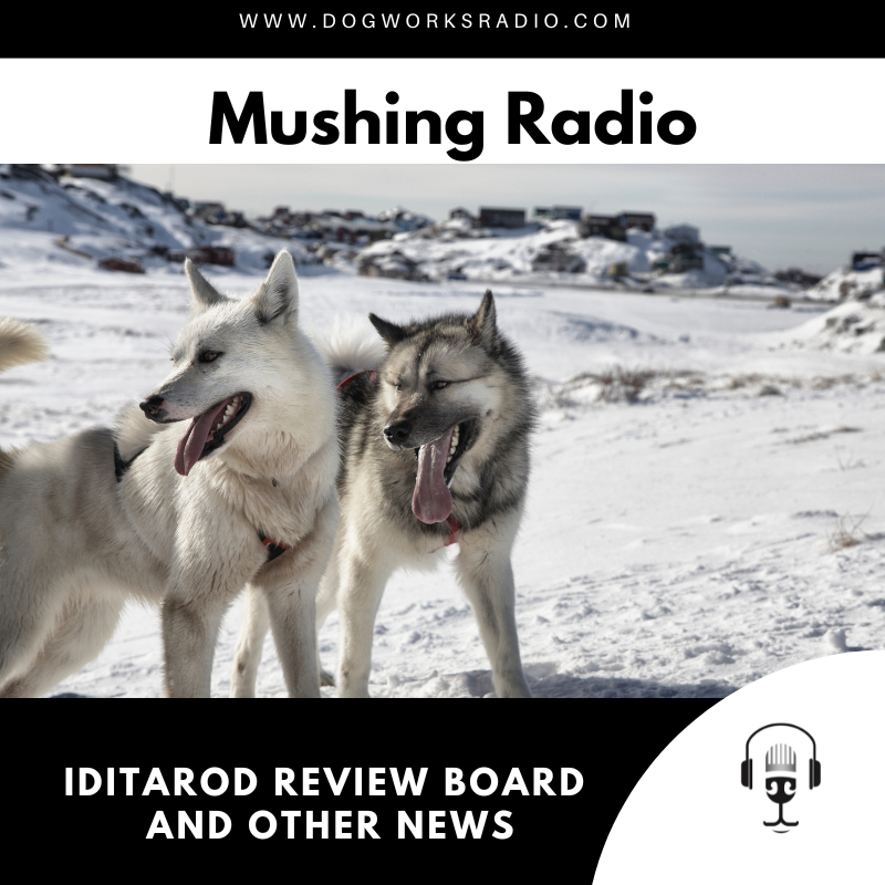 Iditarod Review Board and Other News