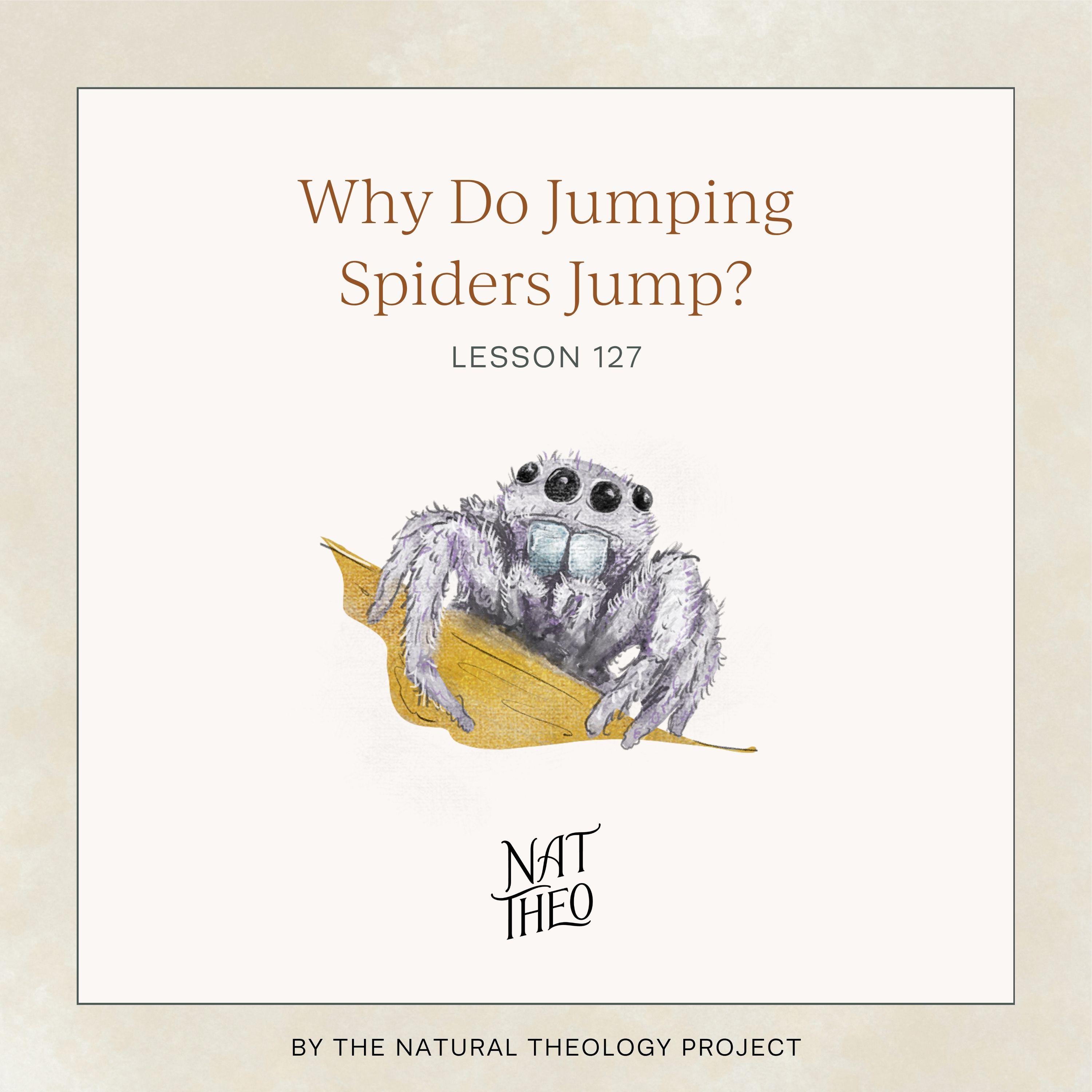 Why Do Jumping Spiders Jump? Lesson 127