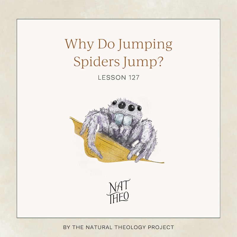 Artwork for podcast Nat Theo Nature Lessons Rooted in the Bible