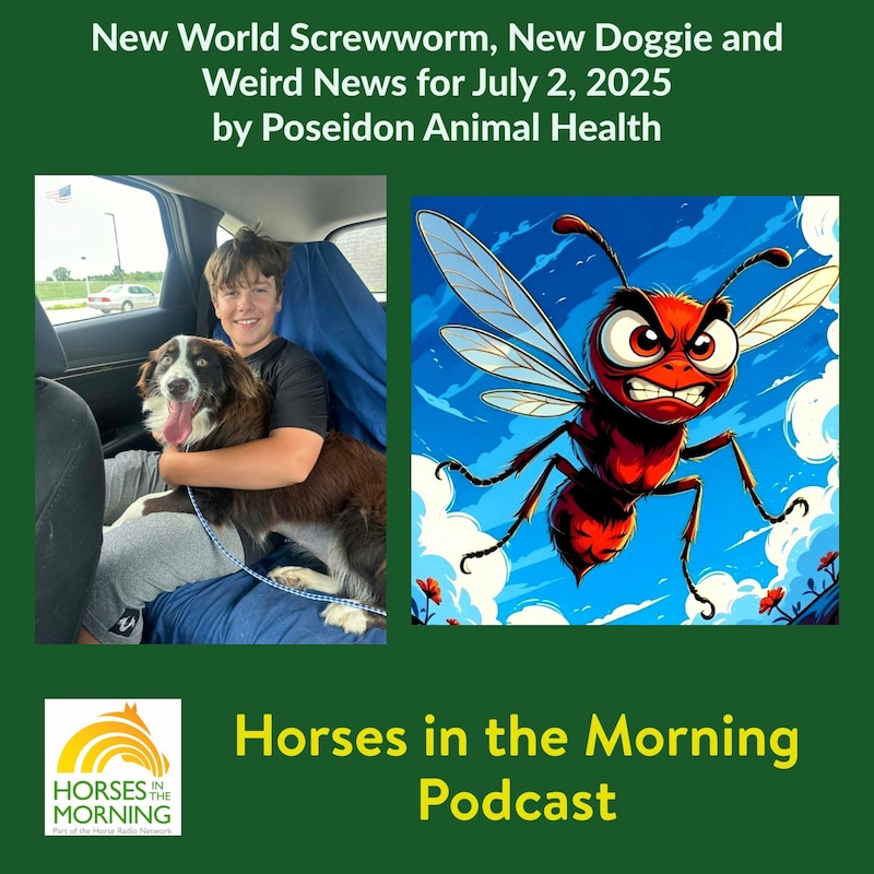 Artwork for podcast HORSES IN THE MORNING