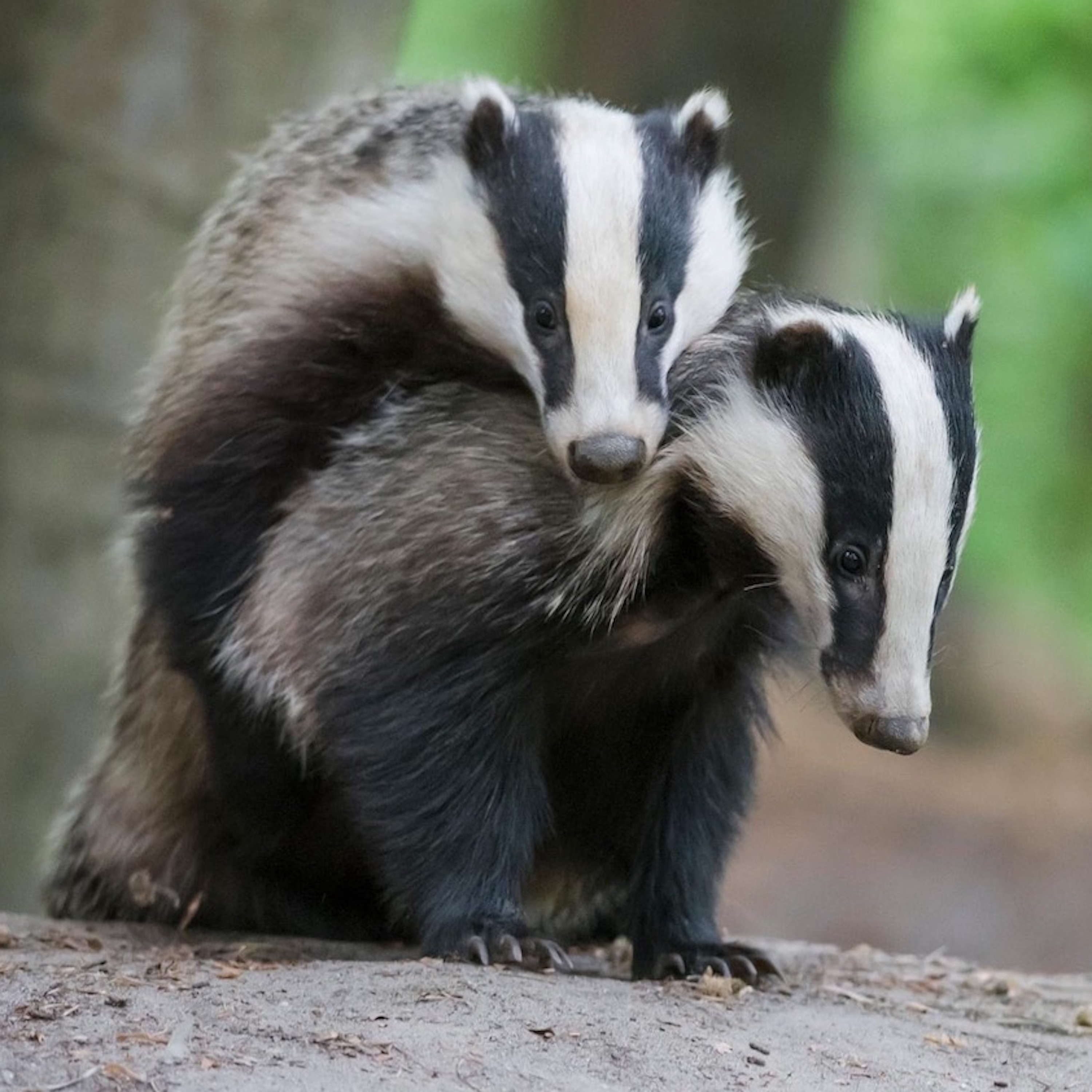 Wildlife Matters The Podcast