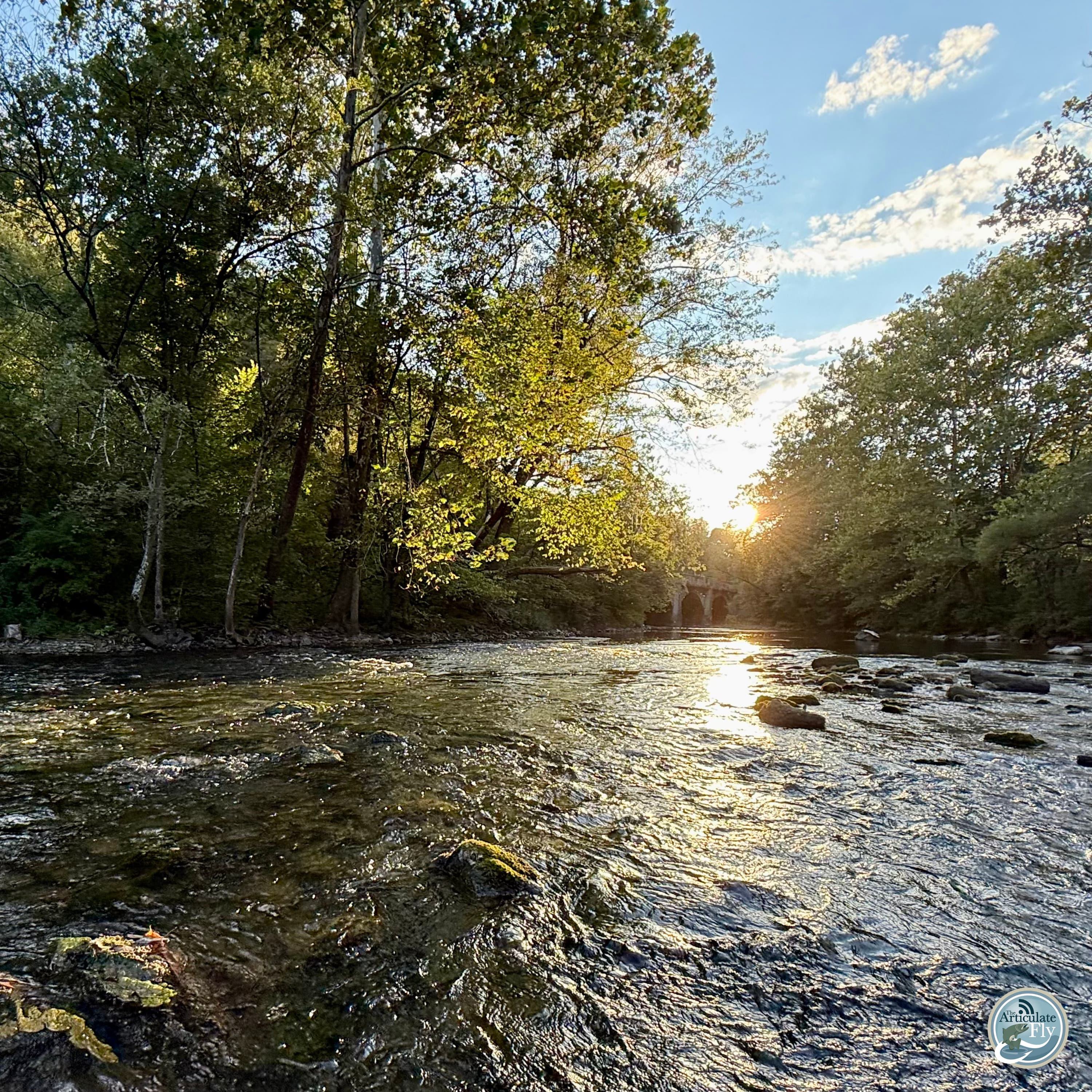 S7, Ep 77: Fall Fishing Forecast: Navigating Low Water and Technical Tactics with George Costa