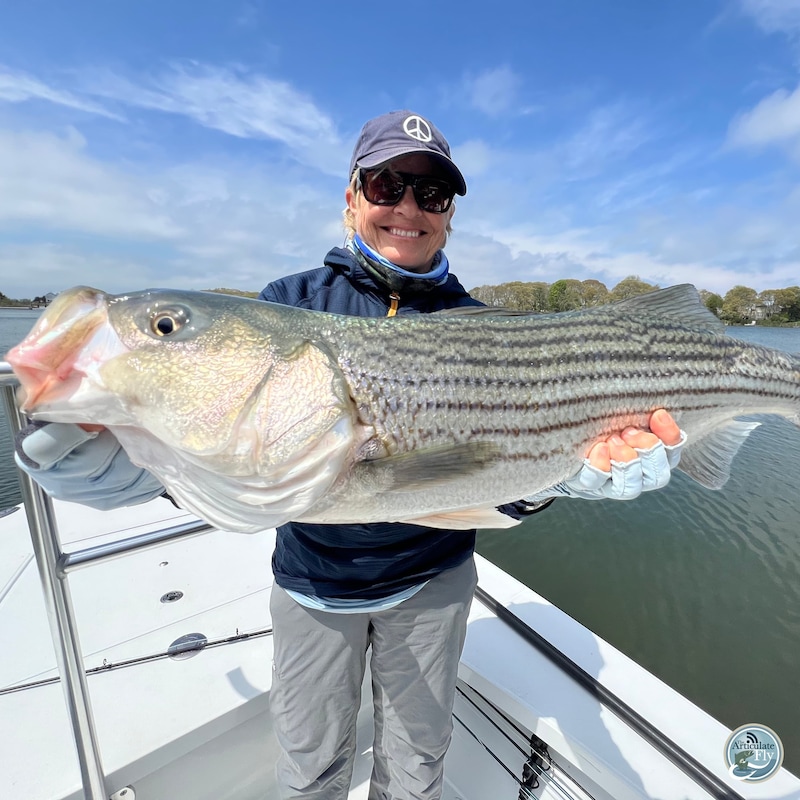 Artwork for podcast The Articulate Fly