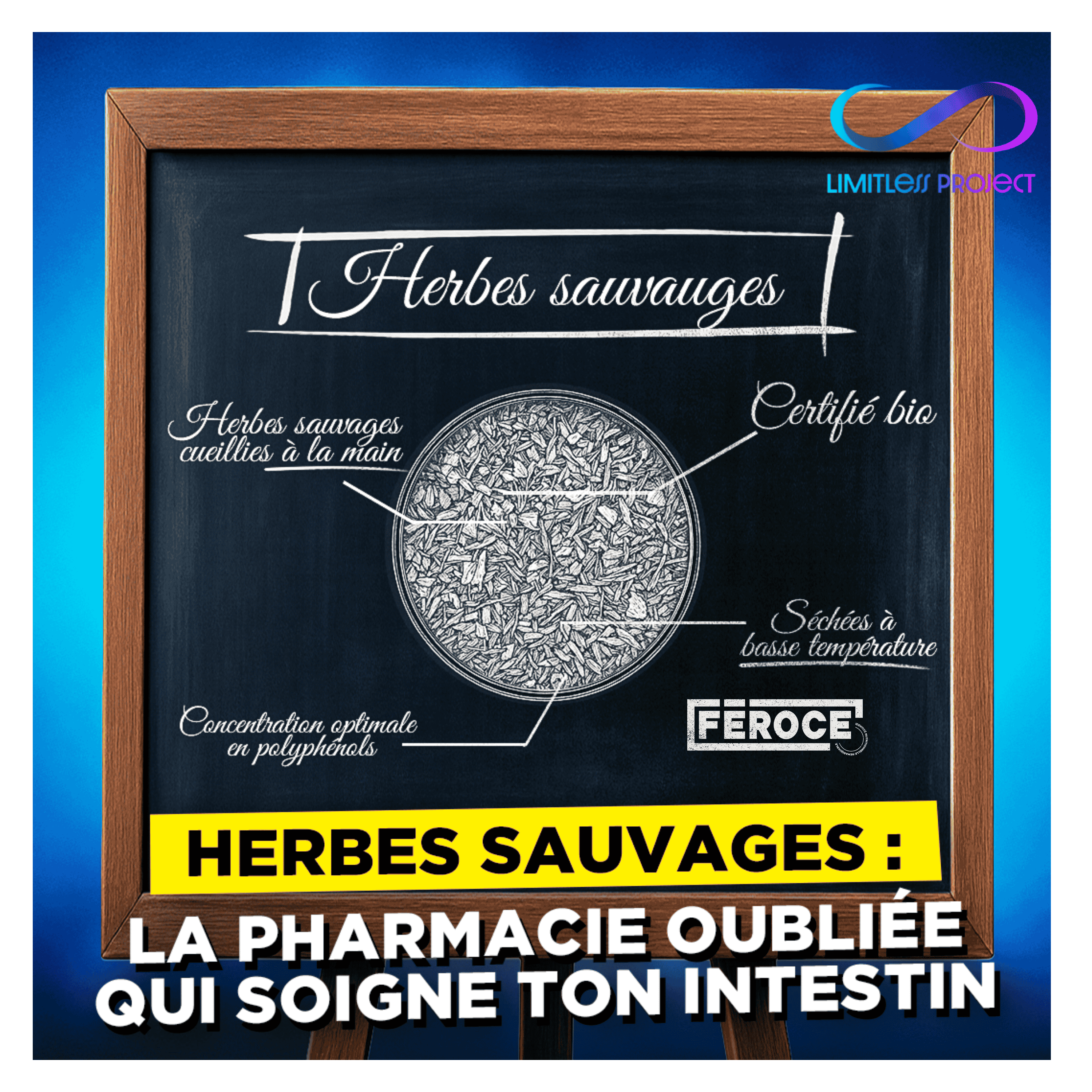 Herbes sauvages : la pharmacie oubliée qui soigne ton intestin