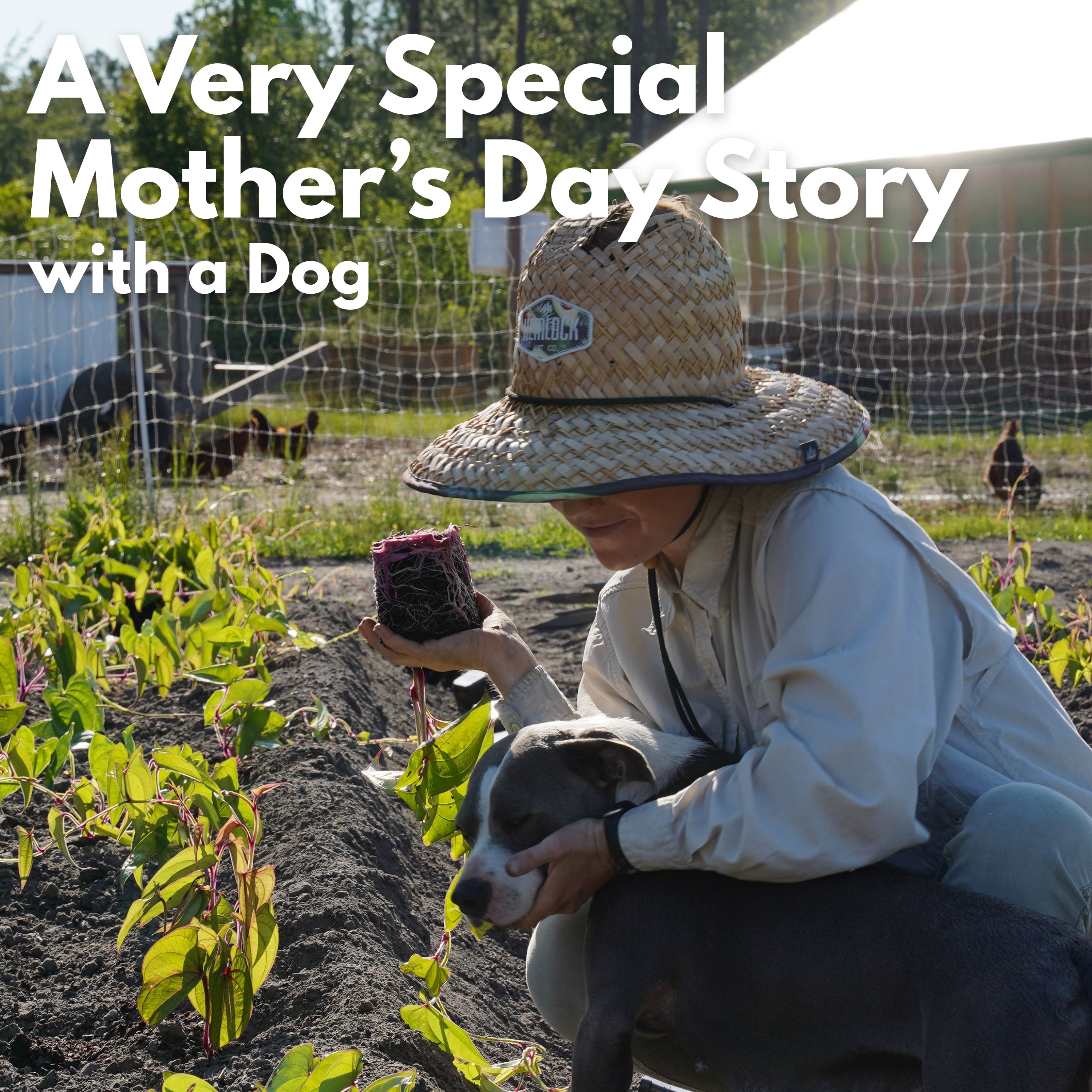 Saturday Adventure Short - A Very Special Mother's Day with a Dog episode artwork