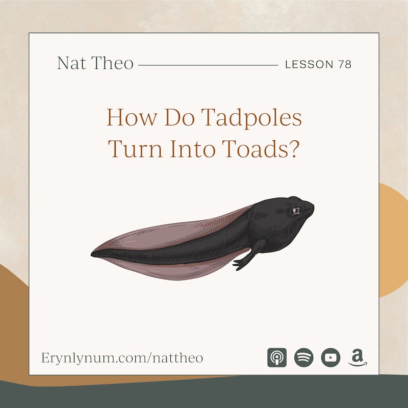 Artwork for podcast Nat Theo Nature Lessons Rooted in the Bible