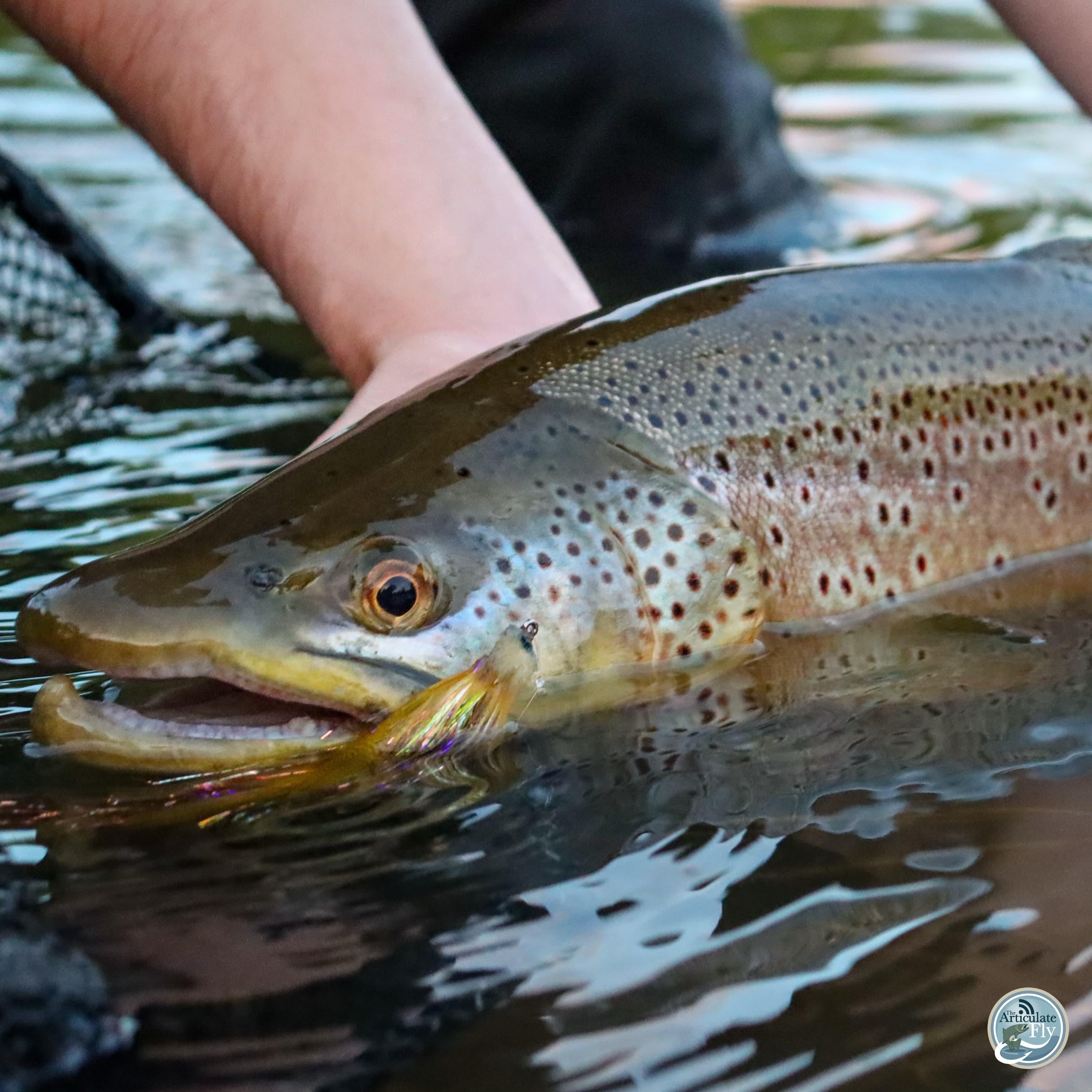S8, Ep 50: Navigating Summer Waters: Ellis Ward on Trout, Musky and the Art of the Evening Bite