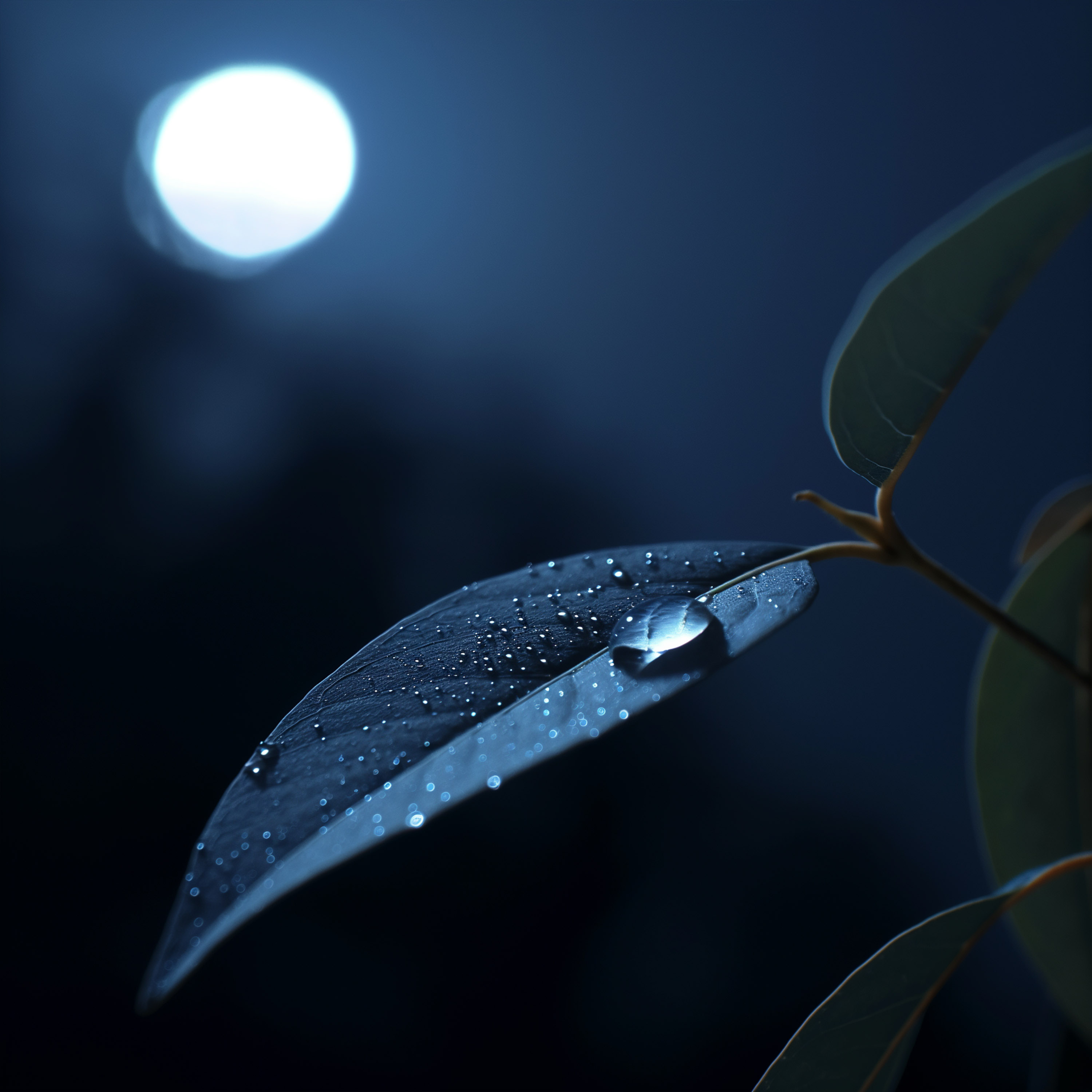 Secret Life of a Raindrop: Ultimate Sleep Story episode artwork