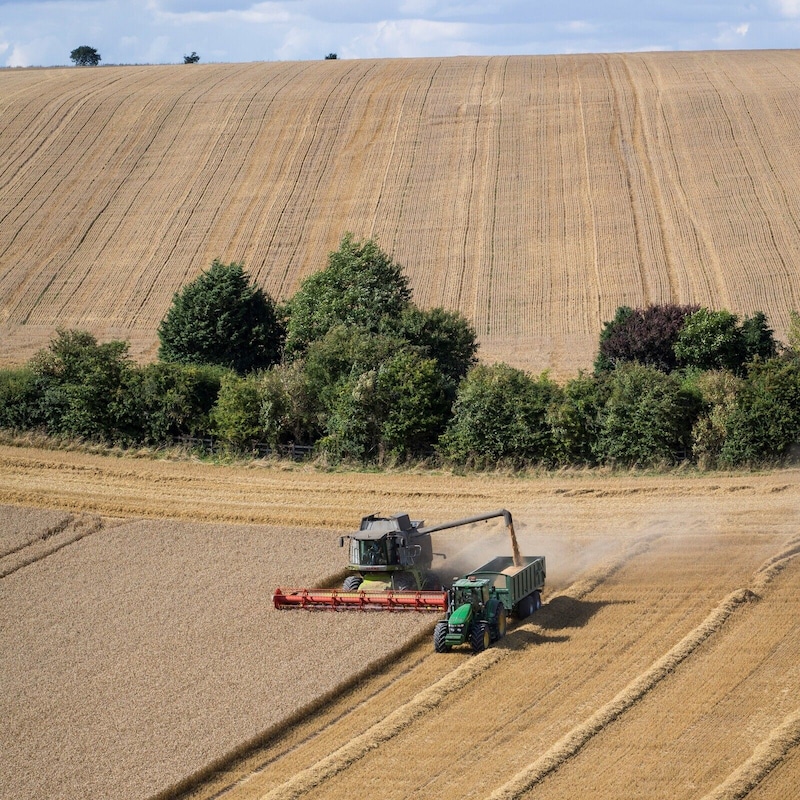 Artwork for podcast AHDB Food & Farming