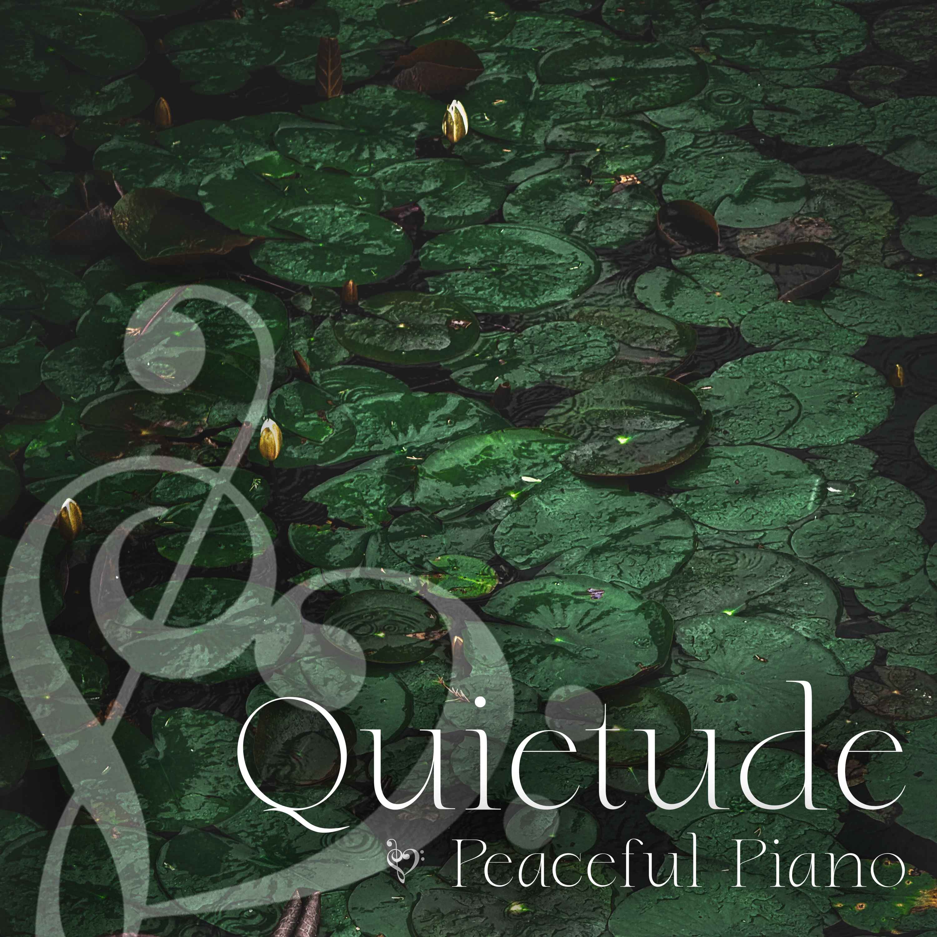 Soft Peaceful Piano with Gray Treefrogs - 4 Hours - "Midnight Bloom" episode artwork