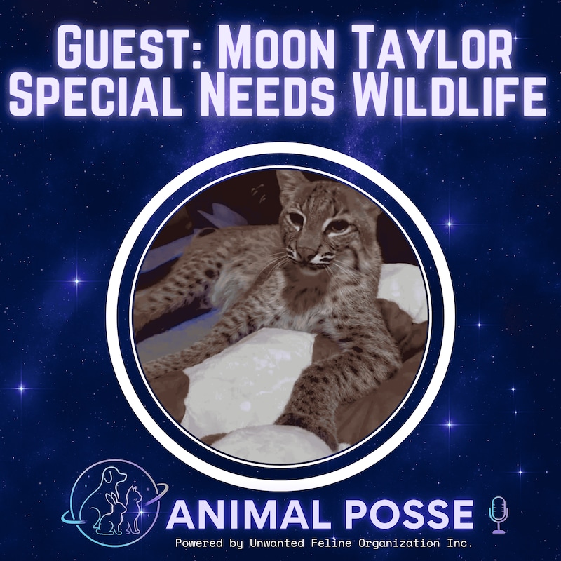 Artwork for podcast Animal Posse