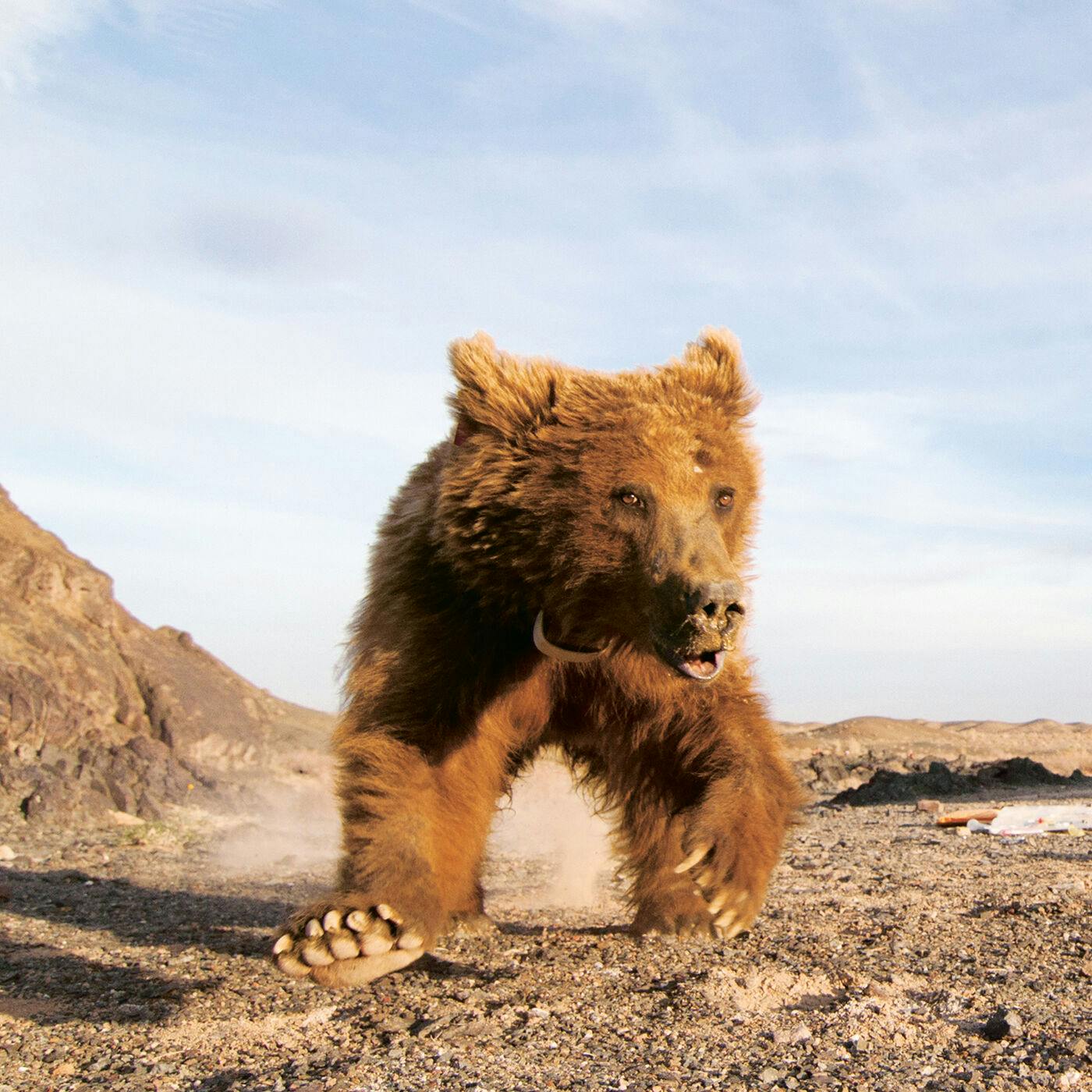Tracking Grizzlies in the Gobi Desert with National Geographic Wildlife Biologist Doug Chadwick