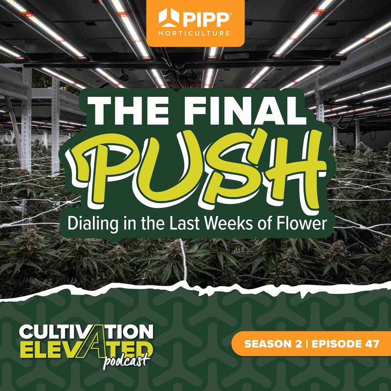Artwork for podcast Cultivation Elevated - Indoor Farming, Cannabis Growers & Cultivators - Pipp Horticulture