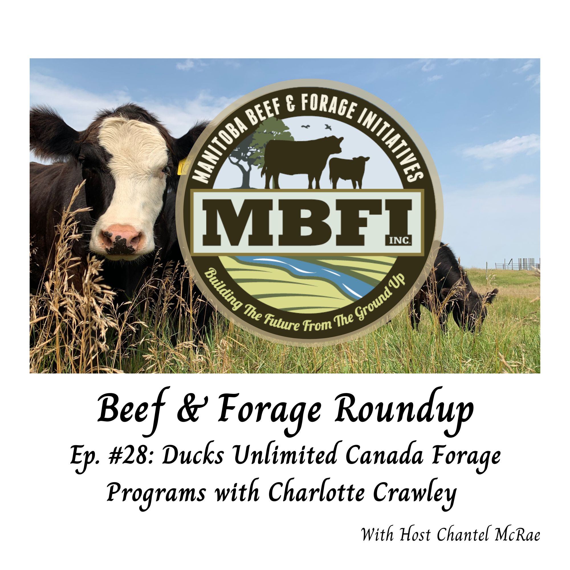 Beef and Forage Roundup