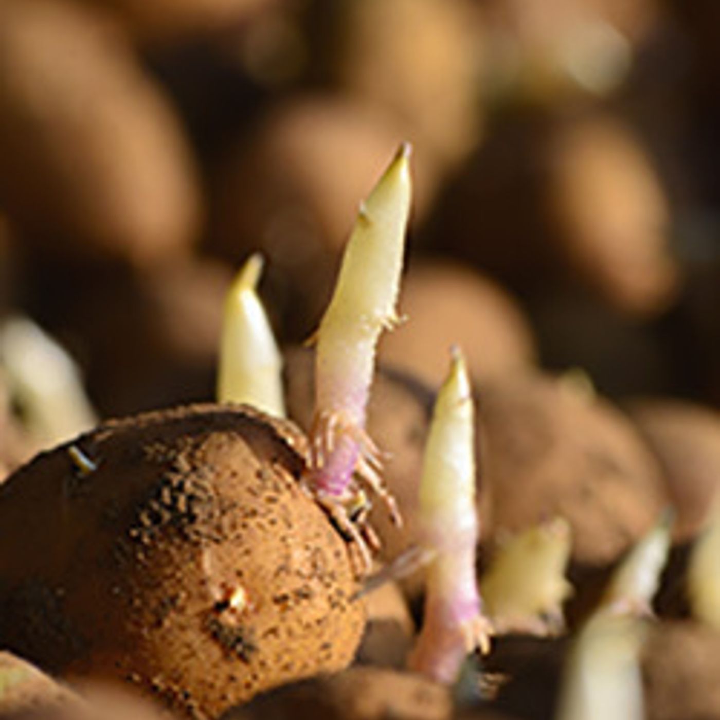62: Potatoes: Storage Network launch